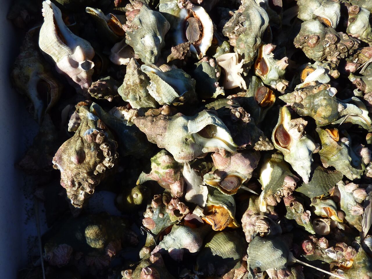 Kellets Whelk California Sea Grant